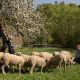 Zur Osterzeit: Lamm und Bärlauch
